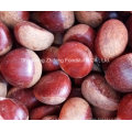 Chinese Fresh Chestnut for Exporting